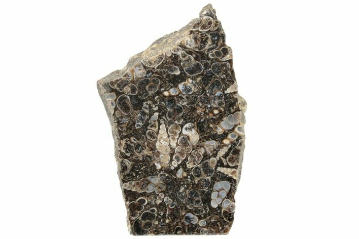 Polished Fossil Turritella Agate Stand Up - Wyoming #193559